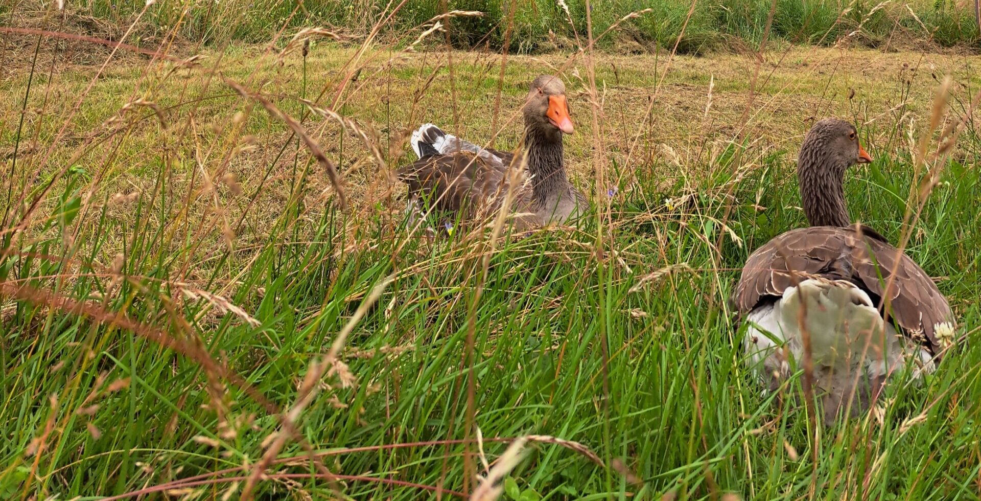 🐤Mirta e Marta